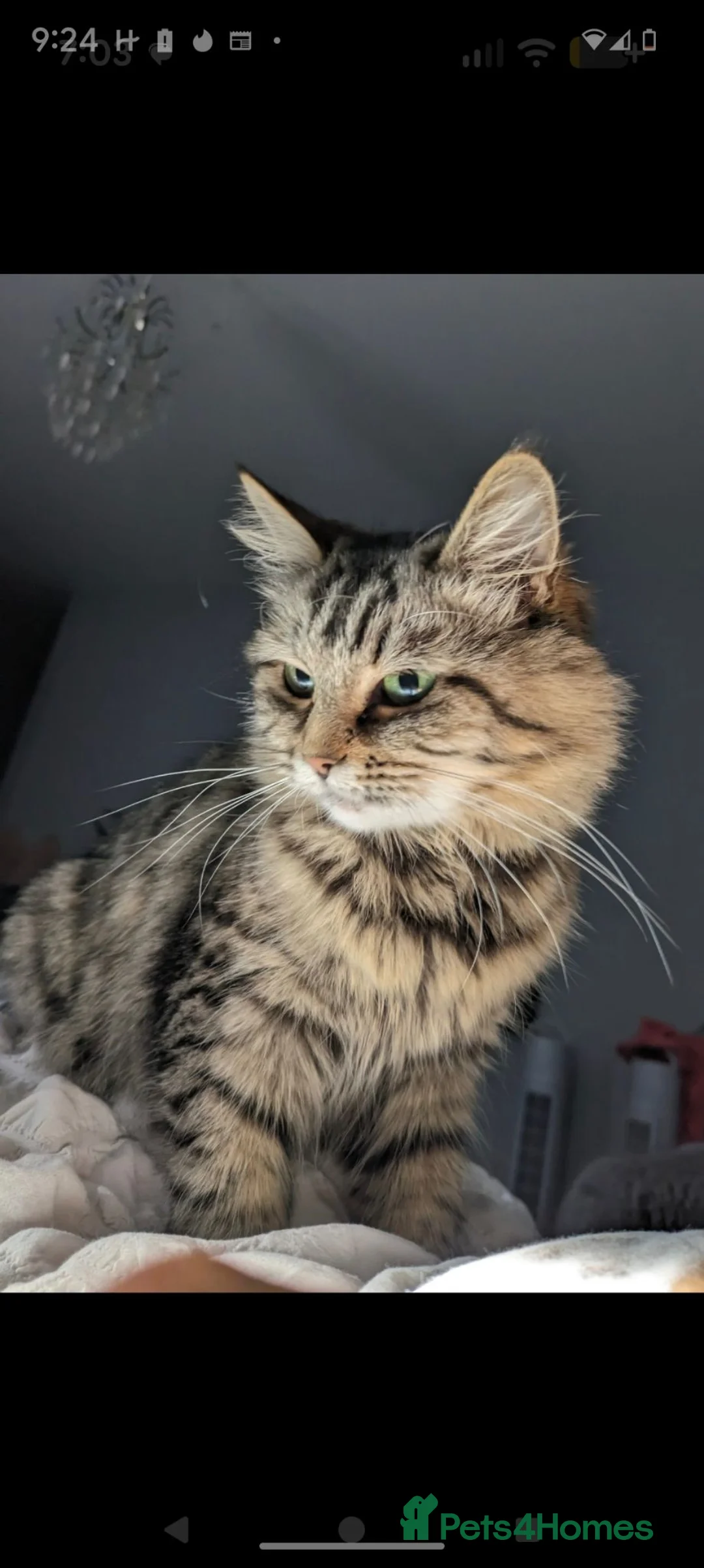 Maine Coon cats for sale: 🩵🩷Maine coon cross kitty's available now🩷🩵 - Advert 15