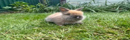 Lionhead rabbits for sale: Beautiful mini double maned lionheads  - Advert 17