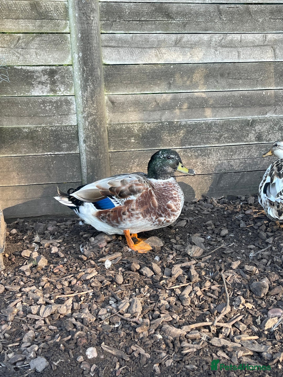 Ducks poultry for sale: Ducks + quail looking for new home  - Image 2