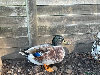 Ducks poultry - Advert 14