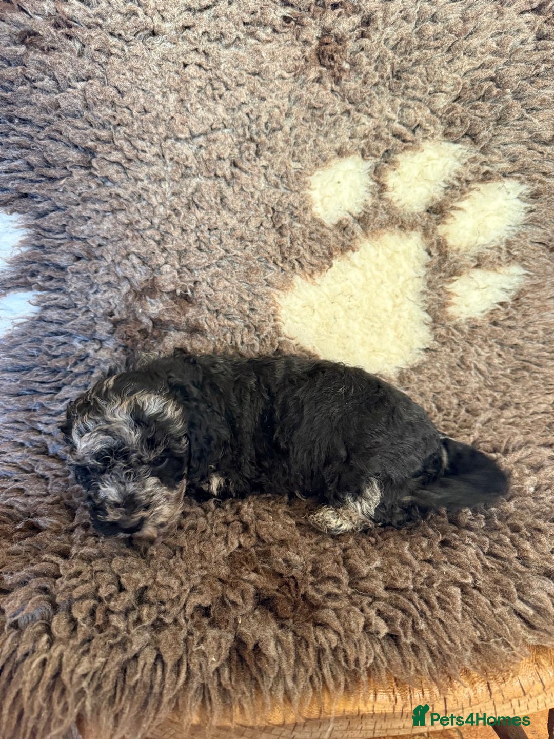 Toy Poodle dogs for sale: Exquisite Toy Poodle pups - Health tested parents - Advert 36