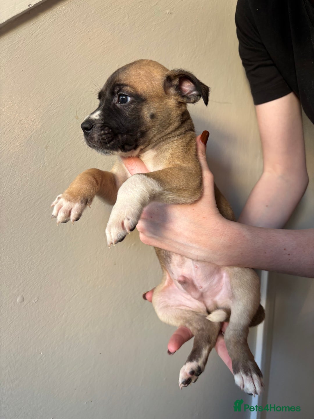 Mixed Breed dogs for sale: BEAUTIFUL BULL HERDERS (American Bulldog X Mali) - Image 16