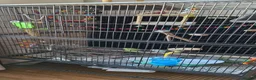 Budgerigars birds for sale: Baby budgies and cage in Beckenham - Advert 3