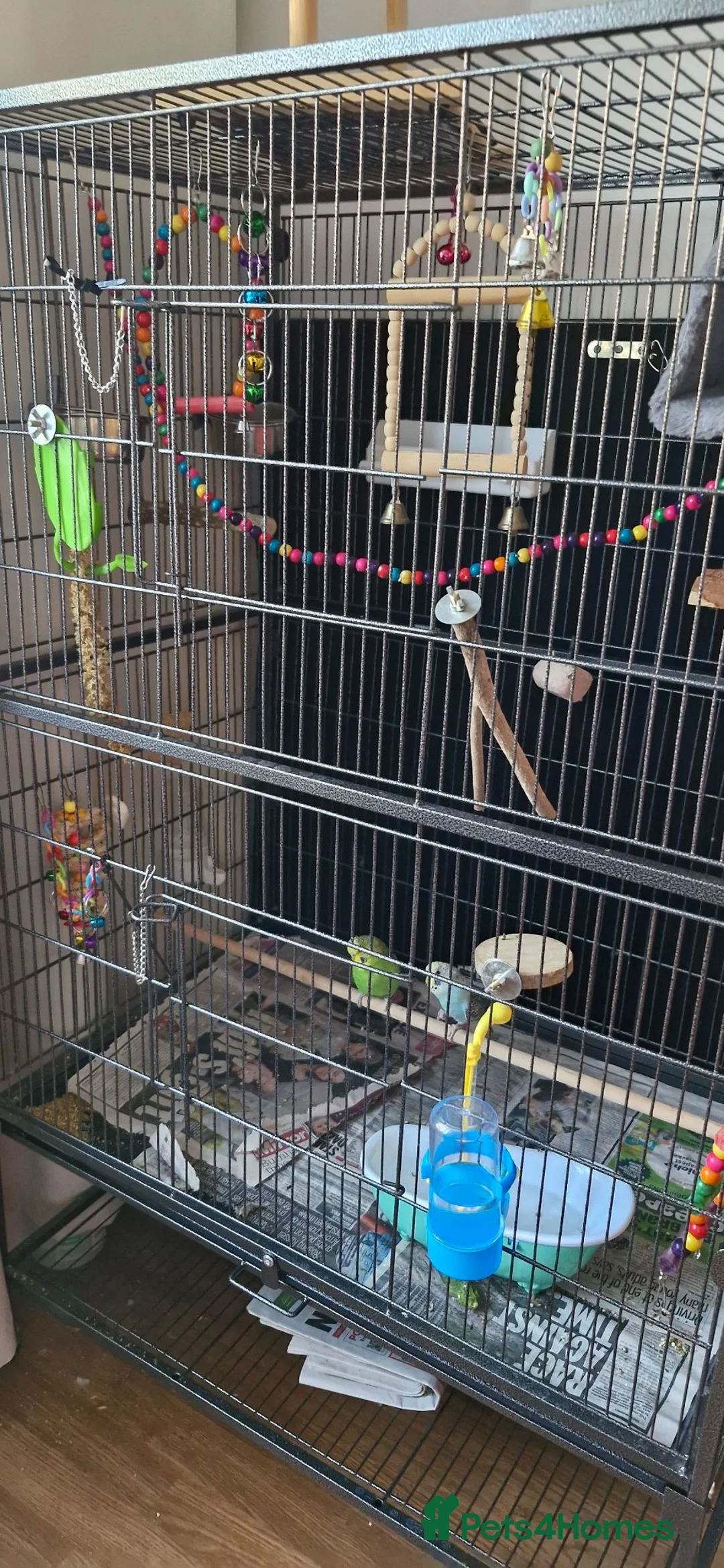 Budgerigars birds for sale: Baby budgies and cage in Beckenham - Advert 3