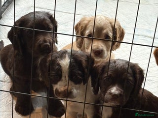 Cocker Spaniel dogs - Advert 33