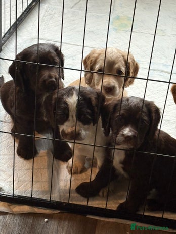 Cocker Spaniel dogs - Advert 3