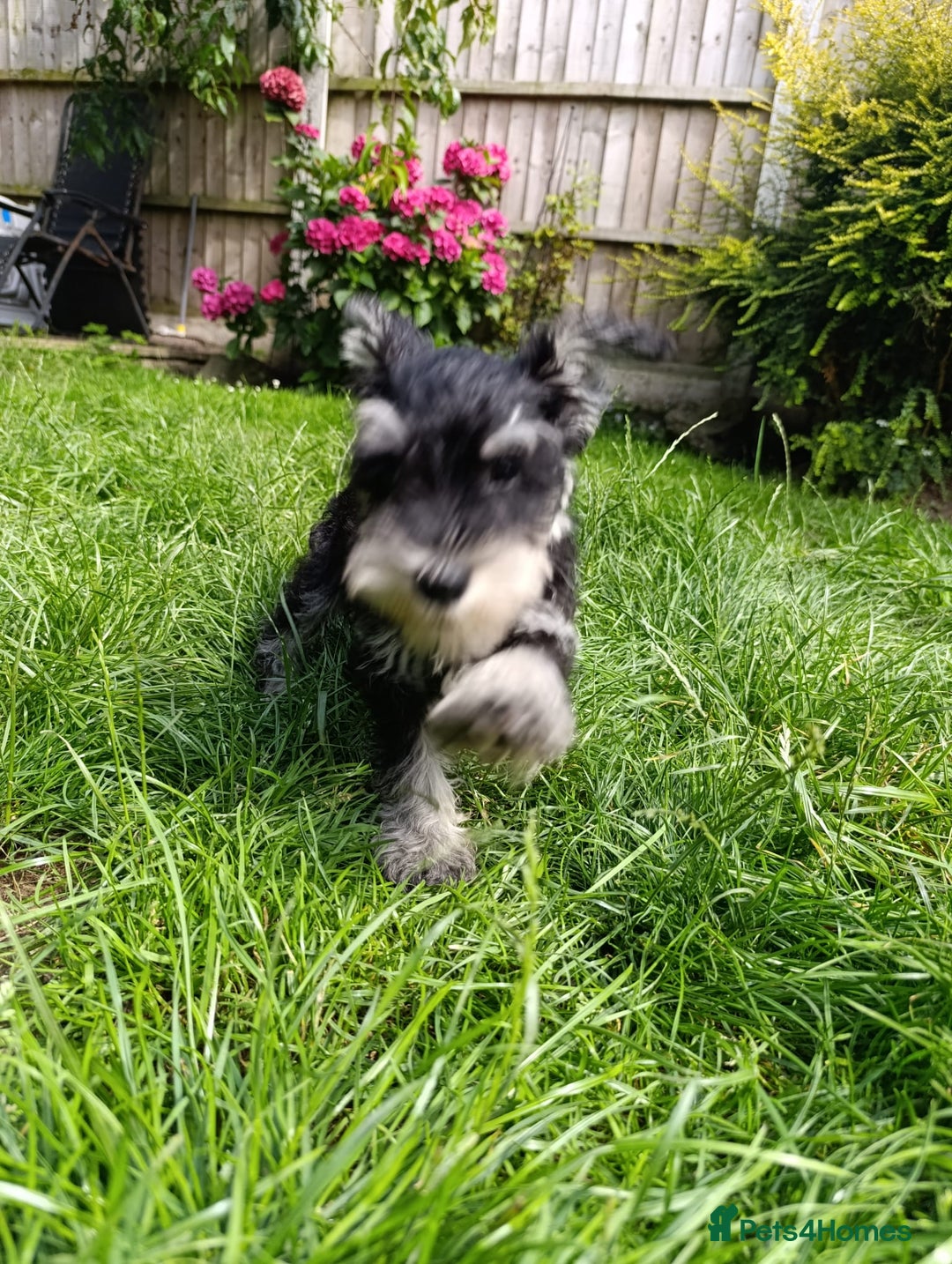 Miniature Schnauzer dogs for sale: Kc mini schnauzer pups for sale  - Image 9
