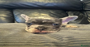 French Bulldog dogs - Advert 11