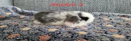 Mini Lop rabbits for sale: Mini lop bunnies for sale - Advert 4