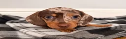 Miniature Dachshund dogs for sale: Beautiful litter of miniature dachshund puppies. - Advert 1