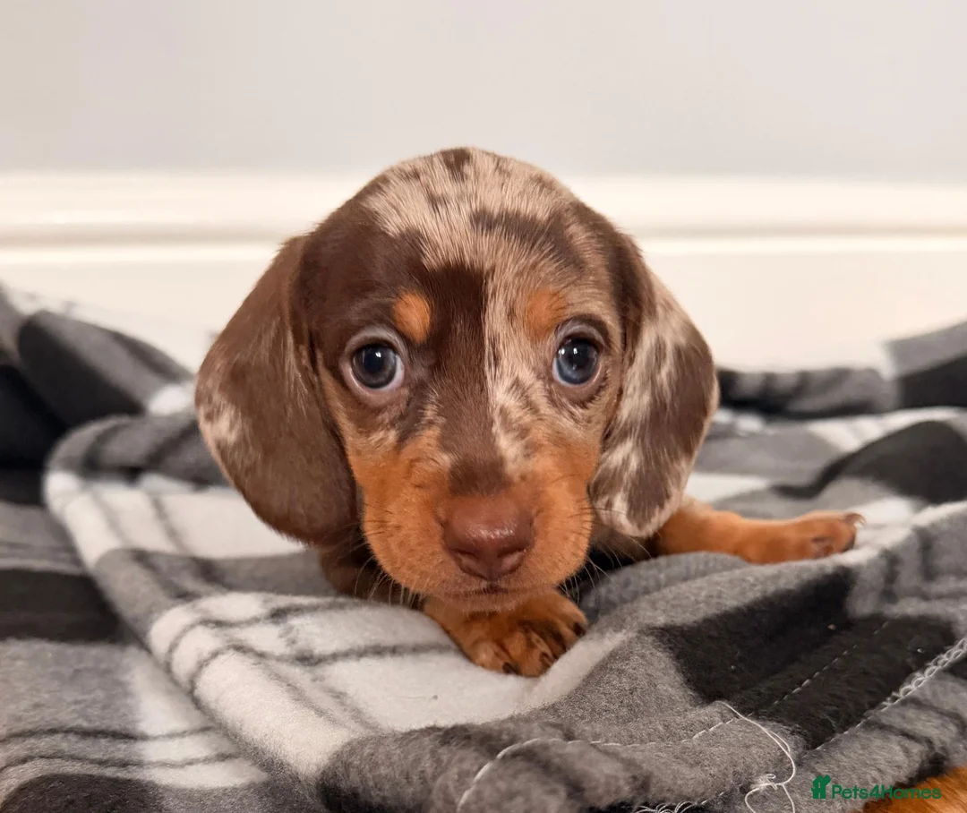 Miniature Dachshund dogs for sale: Beautiful litter of miniature dachshund puppies. - Advert 1