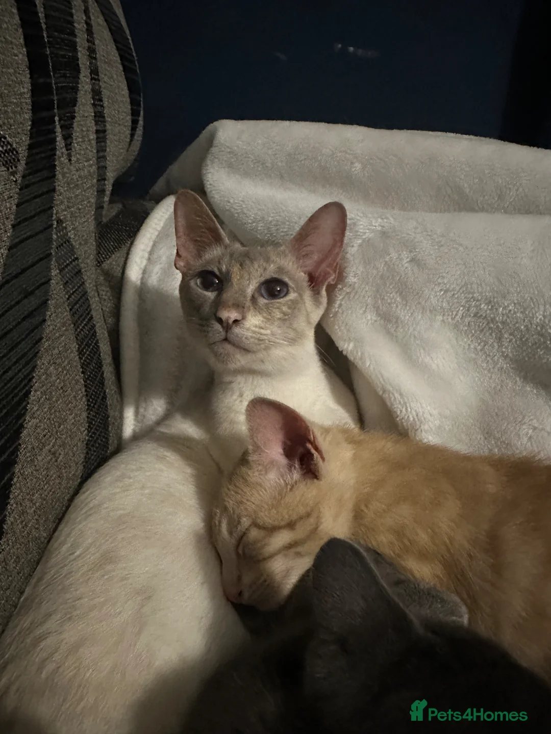 British Shorthair cats for sale: British Short Hair X Siamese  - Advert 28