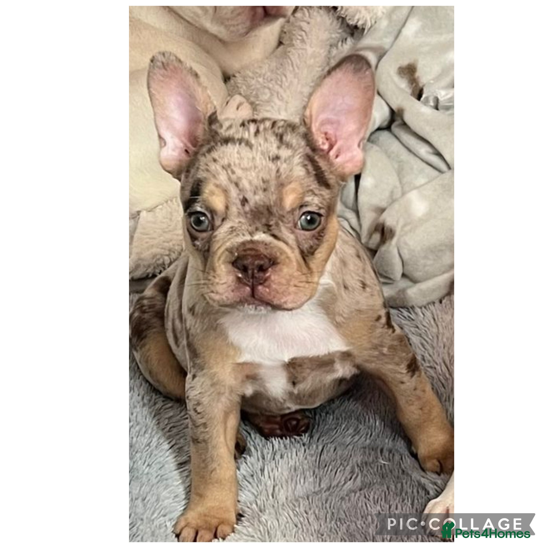 French Bulldog dogs Beautiful French bulldog puppies  - Advert 4