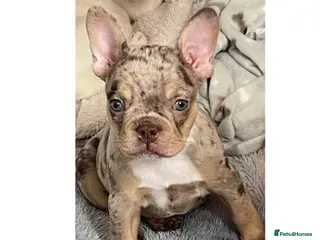 French Bulldog dogs Beautiful French bulldog puppies - Advert 4
