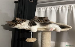 Persian cats for sale: Persian Kittens Looking for Loving Homes - Advert 5