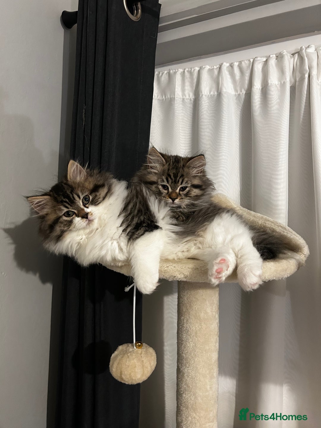 Persian cats for sale: Persian Kittens Looking for Loving Homes - Advert 5