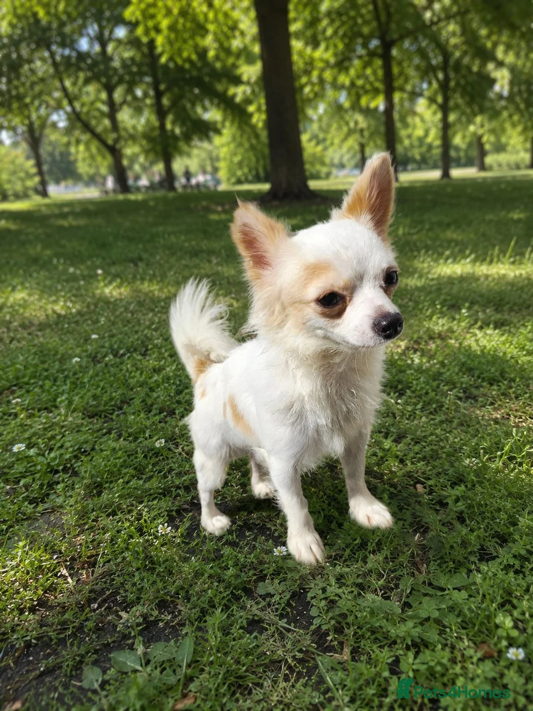 Chihuahua dogs for sale: Chihuahua in Walsall - Advert 2