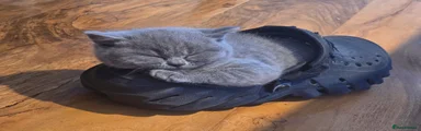 British Shorthair Kitten 1