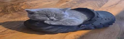 British Shorthair cats for sale: Ready to go to there forever homes 🏡 😌 💕  - Advert 6