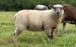 Sheep livestock for sale: Selection of ewe and ram lambs  - Image 5