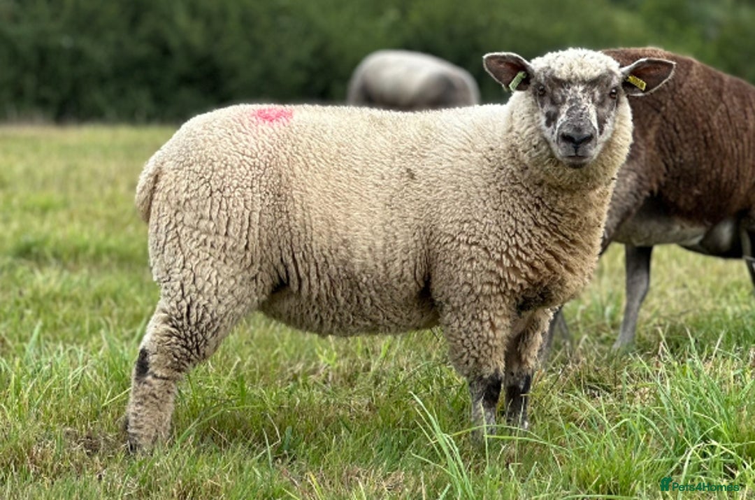 Sheep livestock for sale: Selection of ewe and ram lambs  - Image 5