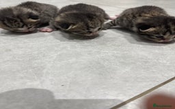 Mixed Breed cats for sale: 7 cute kittens for sale - Image 2
