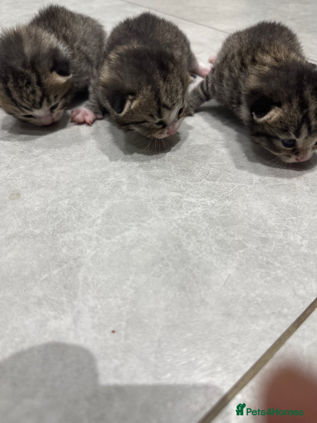 Mixed Breed cats for sale: 7 cute kittens for sale - Image 2