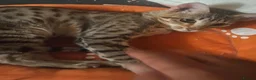 Savannah cats for sale: TICA SBTF7 Silver girl Europa very freindly speyed - Advert 8