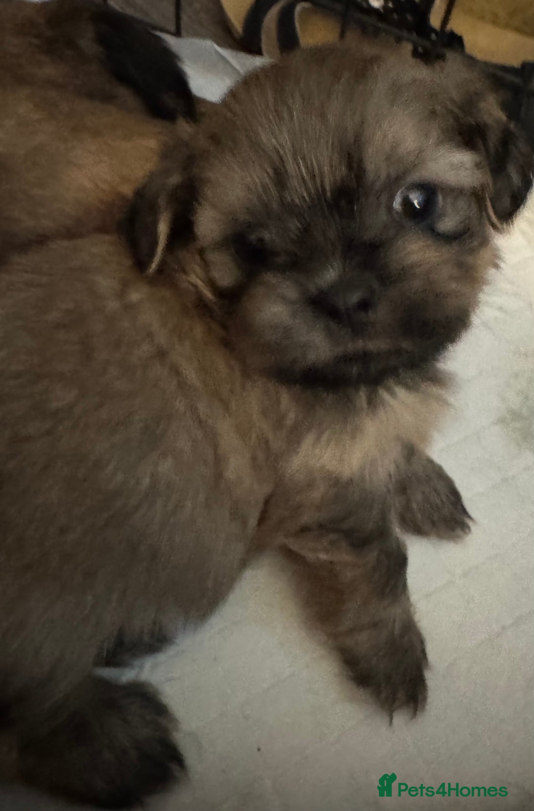 Shih Tzu dogs for sale: Shih tzu  - Image 29