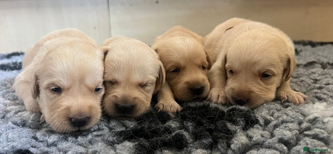 Goldador dogs for sale: Beautiful goldador puppies - Image 1