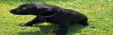 Purple Collar Female Puppy