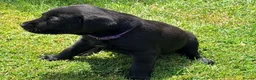 Labrador Retriever dogs for sale: KC Registered, Fully Health Tested  - Advert 19