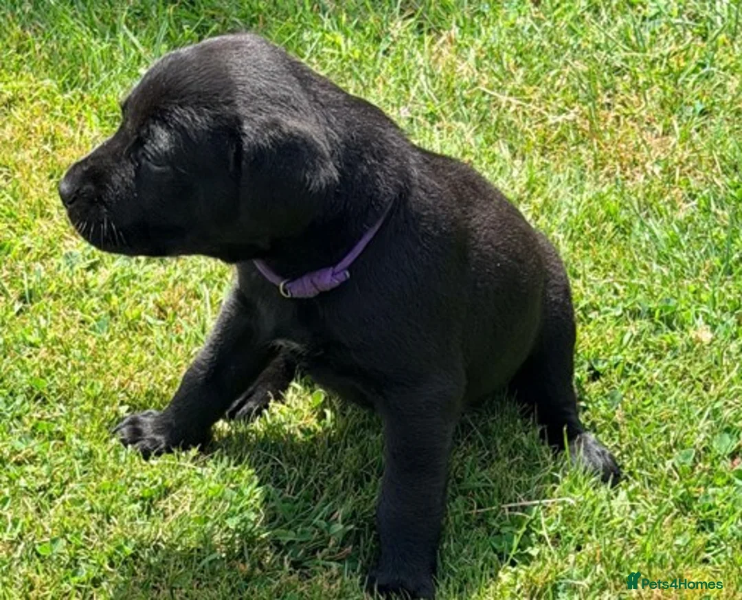 Labrador Retriever dogs for sale: KC Registered, Fully Health Tested  - Advert 19