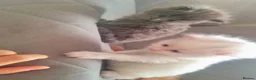 British Longhair cats for sale: Kitten&British long hair and persian - Advert 6