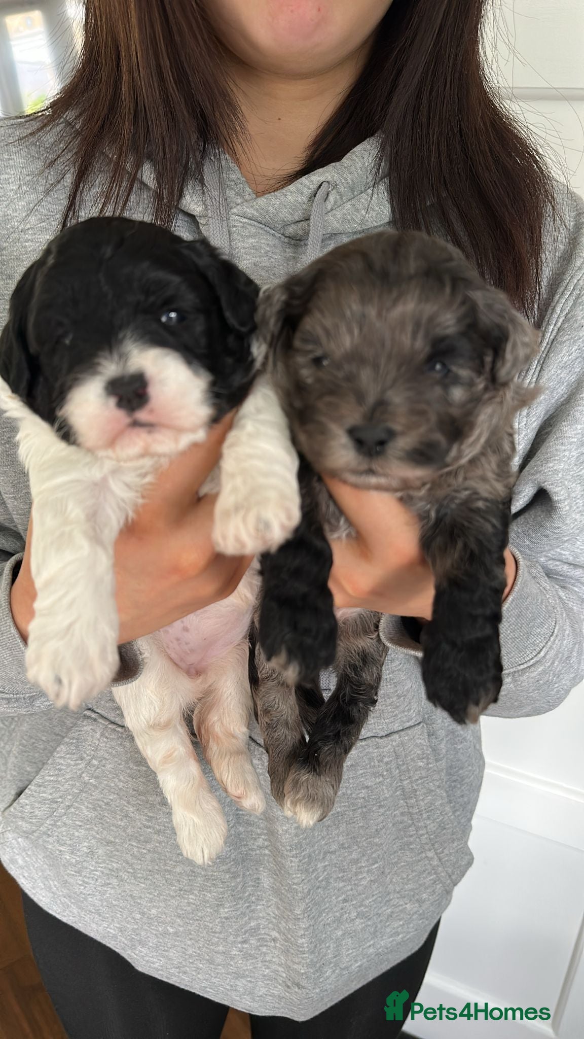 Lhasapoo dogs Stunning Lhasapoo Puppies Available.  - Advert 1