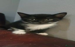 Mixed Breed cats for sale: 🐾 Kittens Ready for Their Forever Homes 🐾 - Image 6