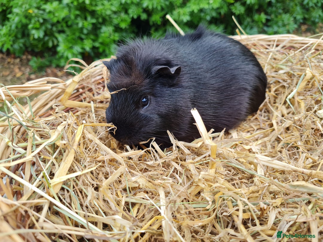 Guinea Pig rodents for sale: Baby guinea pigs for sale - Advert 4