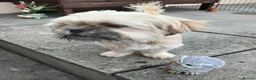 Shih Tzu dogs for sale: Shihtzu pup - Advert 1