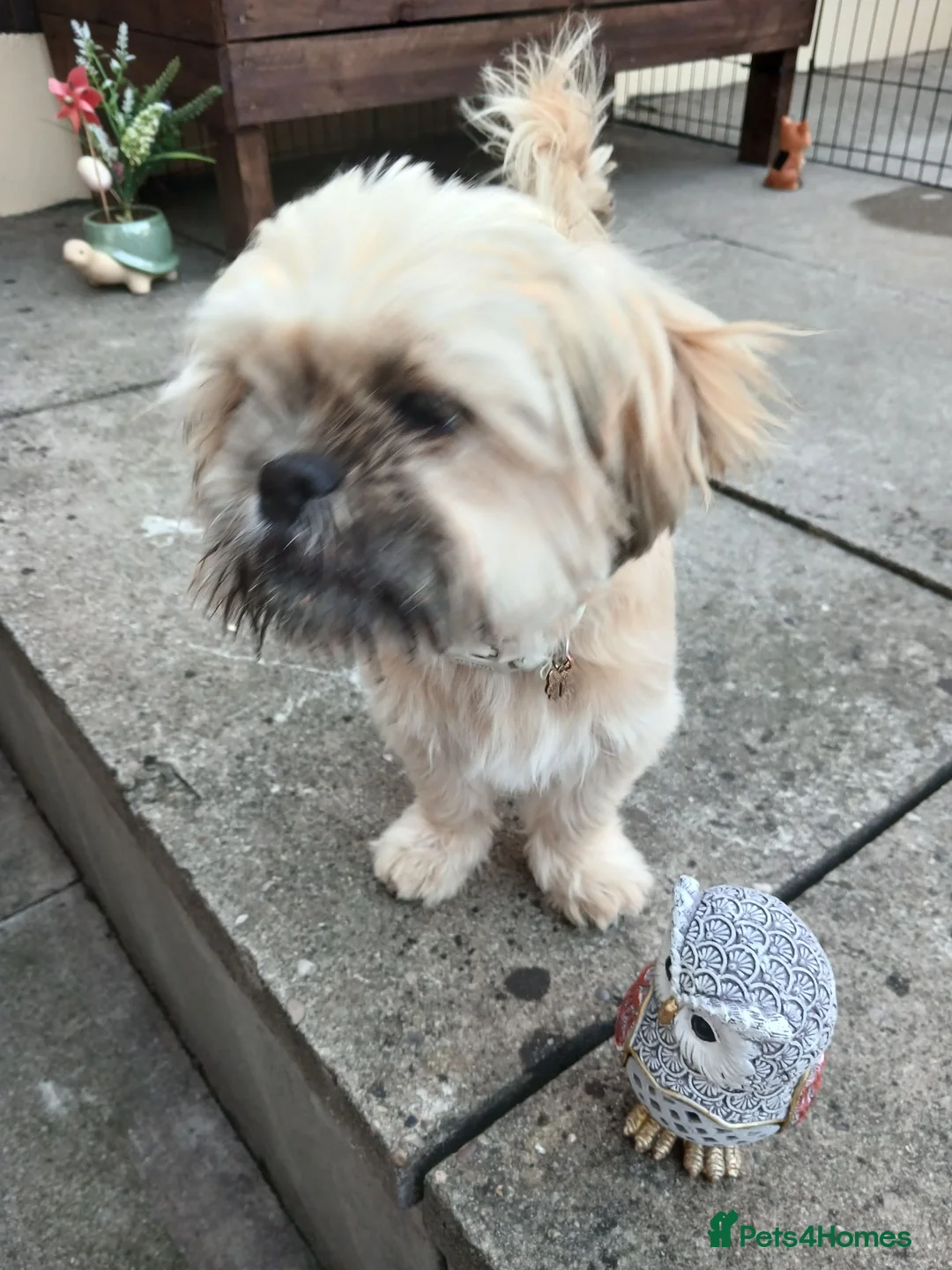 Shih Tzu dogs for sale: Shihtzu pup - Advert 1