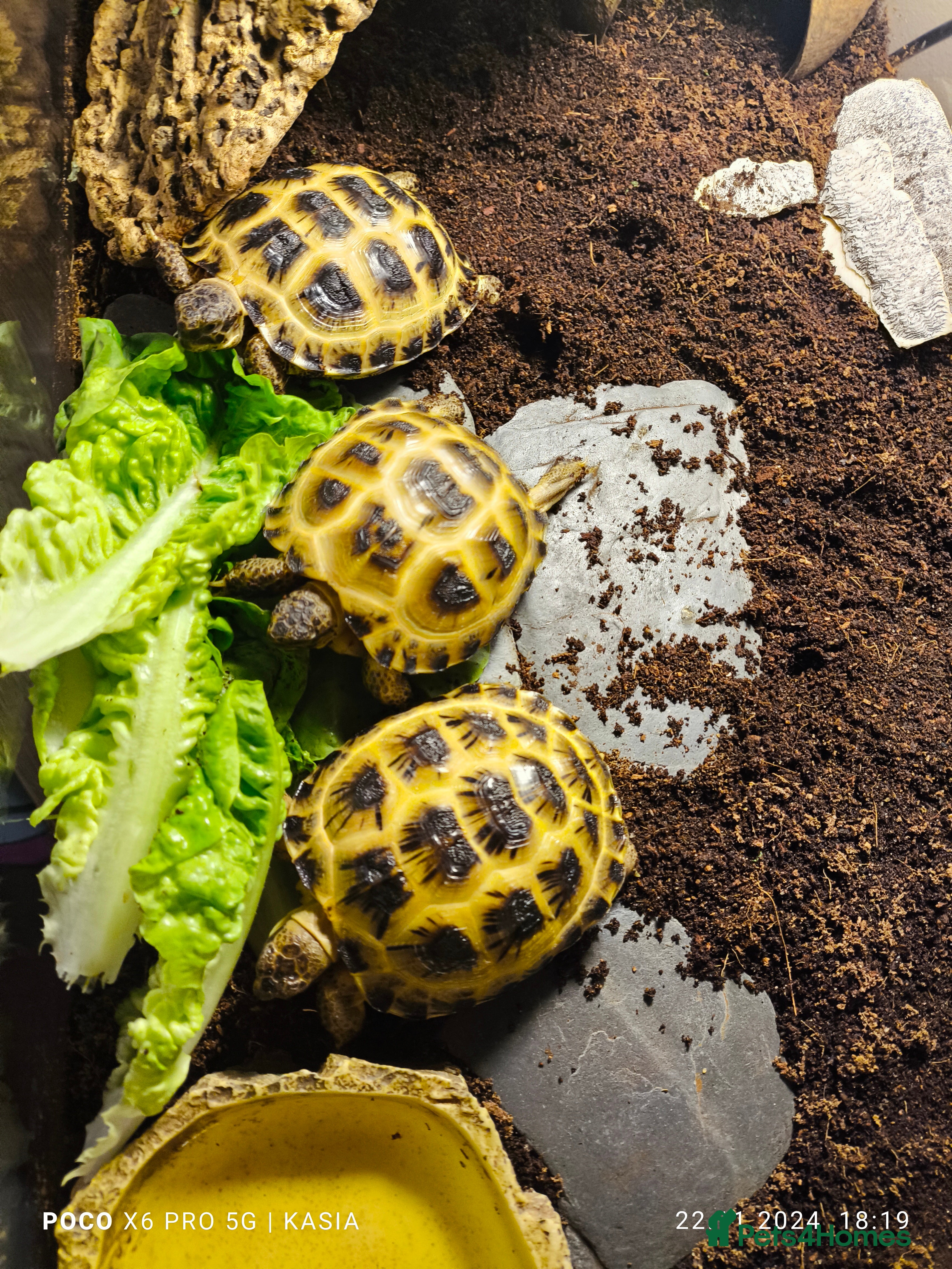 Tortoise reptiles Horsfield tortoise - Advert 1