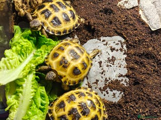 Tortoise reptiles Horsfield tortoise - Advert 7