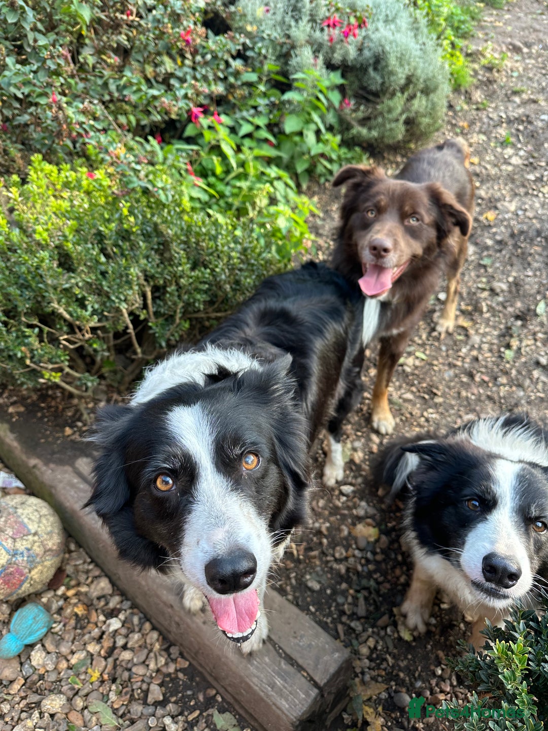 Mixed Breed dogs for sale: Collie x Kelpie Girl puppy  - Image 5