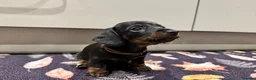 Miniature Dachshund dogs for sale: Ready to go Today!! Mini Dachshund Puppies 🐾  - Advert 34