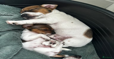 Jack Russell dogs - Advert 7