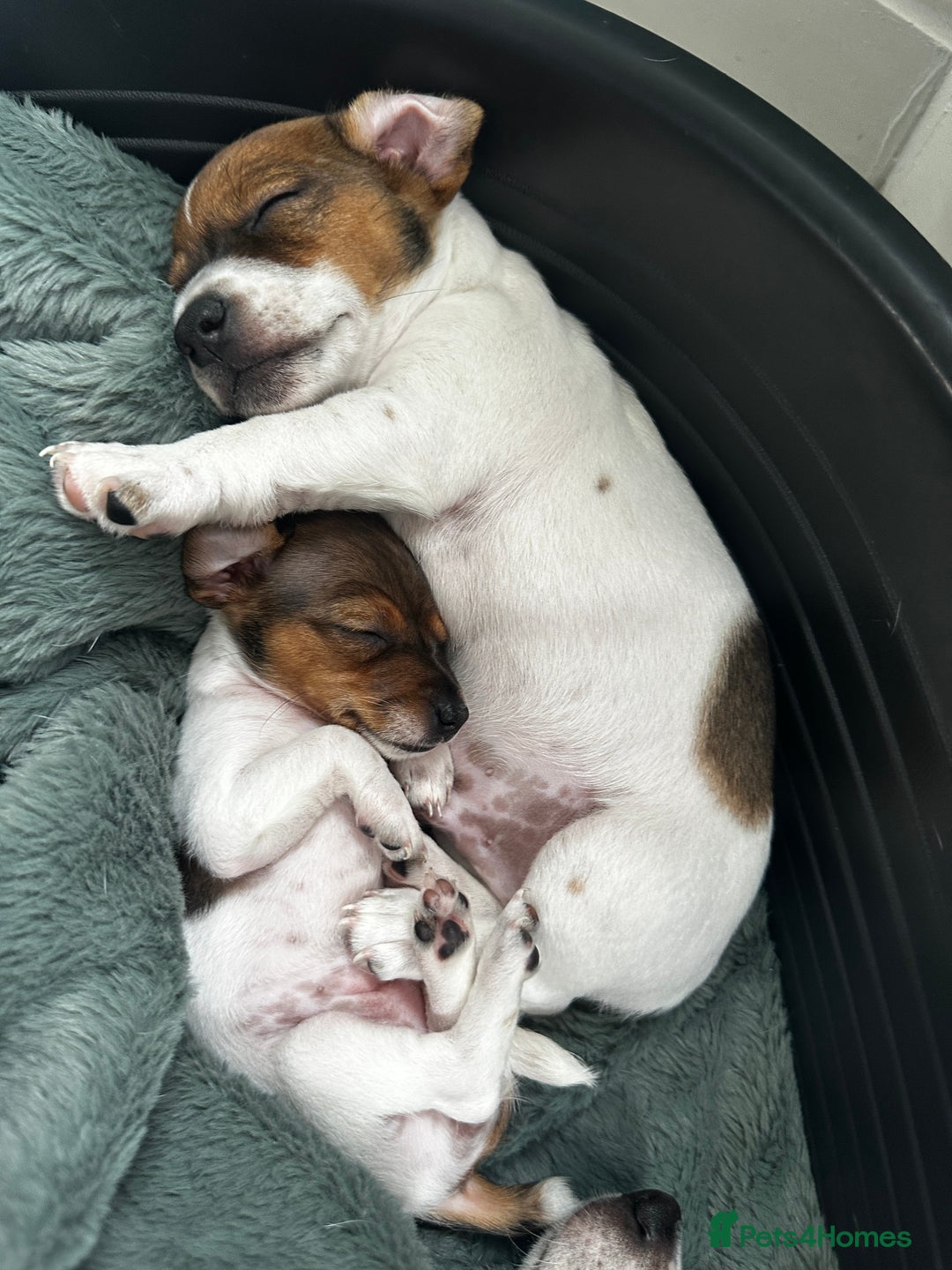 Jack Russell dogs for sale: Miniature Jack Russell’s  - Image 3