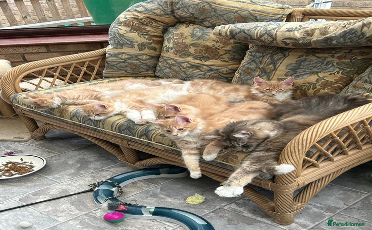 Maine Coon cats - Advert 4