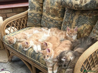 Maine Coon cats - Advert 5