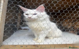 Maine Coon cats for sale: RARE STUNNING White Odd Eye Active Queen - Image 1