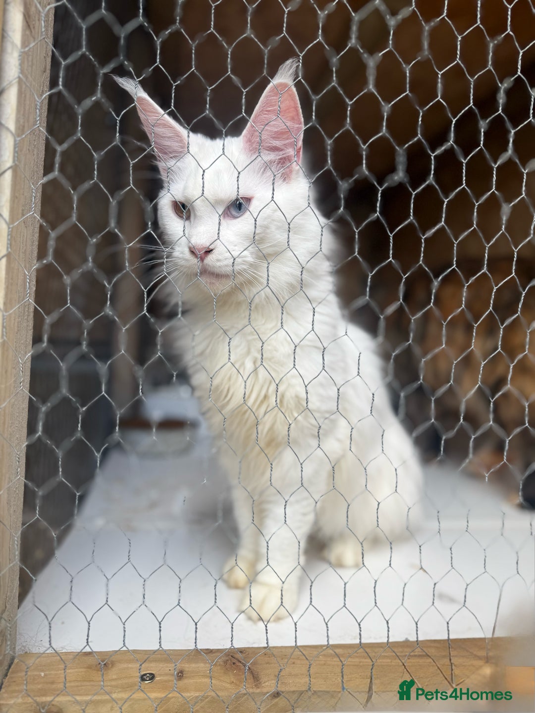 Maine Coon cats for sale: RARE STUNNING White Odd Eye Active Queen - Image 1