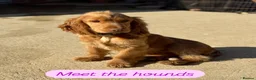 Cocker Spaniel dogs for sale: Show Type Cocker Spaniels in Sandy - Advert 23